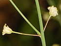 [photo of flowers]