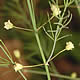 [photo of Garden Asparagus]