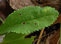 [photo of leaves]