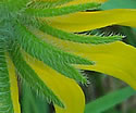 [photo of bracts]