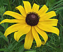 [photo of flower]