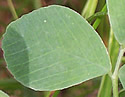 [photo of leaves]