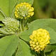 [photo of Black Medick]
