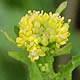 [photo of Bog Yellow-cress]