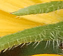 [photo of bracts]