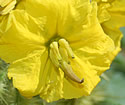 [photo of flowers]
