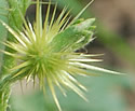[photo of fruit]