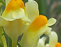 [photo of flower]