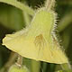 [photo of Clammy Ground Cherry]