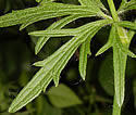 [photo of leaves]