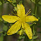 [photo of Common St. Johns-wort]