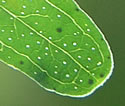 [photo of leaves]