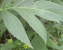 [photo of leaves]