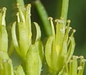 [photo of flowers]