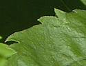[photo of leaves]