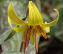 [photo of flower]