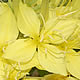 [photo of Fourpoint Evening Primrose]