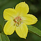 [photo of Fringed Loosestrife]