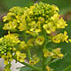 [photo of Garden Yellow Rocket]