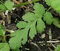 [photo of lower leaves]