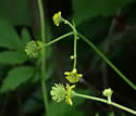 [photo of flower clusters]