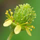 [photo of Spring Avens]