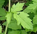 [photo of stem leaves]
