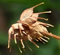 [photo of mature fruit]