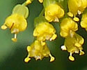 [photo of flowers]