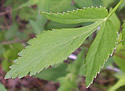 [photo of leaves]