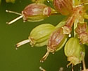 [photo of developing fruit]