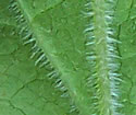 [photo of leaf underside]