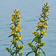 [photo of Hairy Goldenrod]