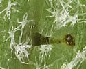 [close-up of stem hairs]