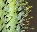 [photo of phyllaries]