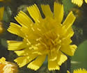 [photo of flowers]