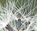 [photo of fruit]