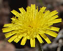 [photo of flowers]