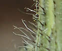 [photo of phyllaries]