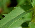 [photo of leaves]