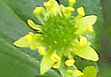 [photo of flowers]
