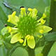 [photo of Blisterwort]