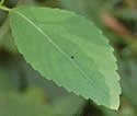 [photo of leaves]