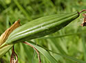 [photo of developing fruit]