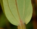 [photo of leaves]