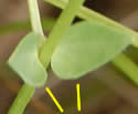 [photo of leaves]