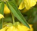 [photo of whorled leaves]