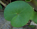 [photo of leaves]