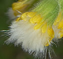 [photo of developing fruit]