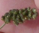[photo of fruit]